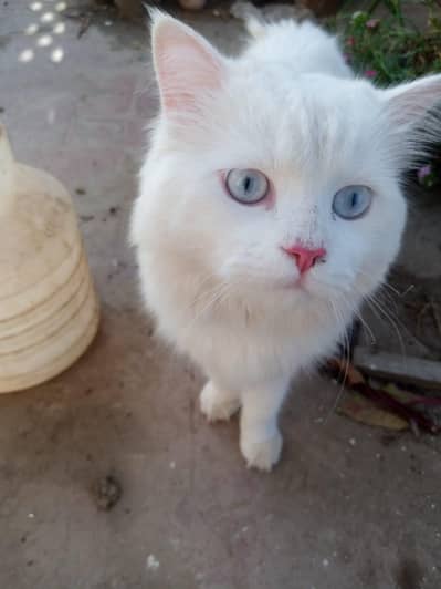 Beautiful Persian cat male for sale