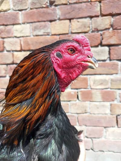 White red eyes baby rabbits avalable for sale