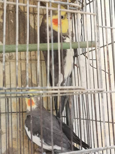 Cockatiel Parrot with Cage Available – Healthy & Active