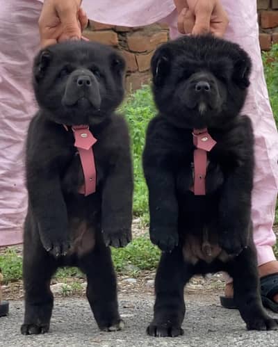 alabai security dog 2 month pair for sale heavy bone