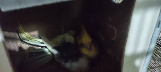 Cocktail confirm breeder pair for sale