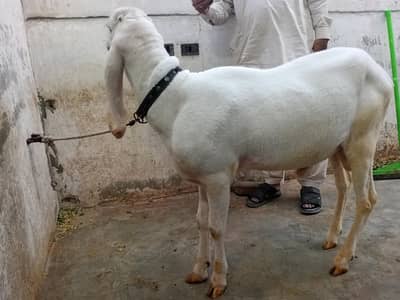 LARKANA DUMBA FOR QURBANI LOVER