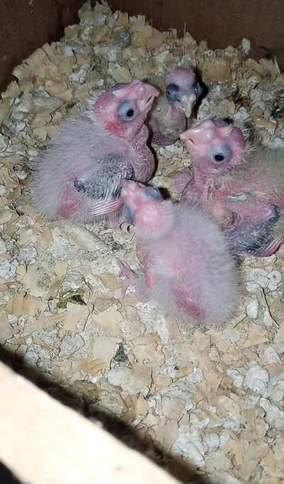 Cocktail Eno Split chicks