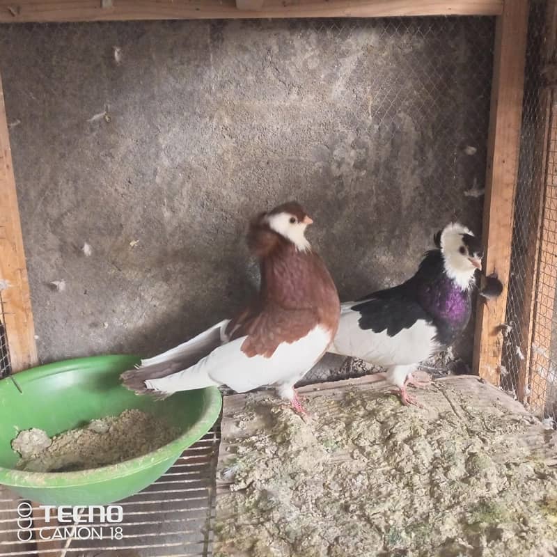 fancy pigeons 1
