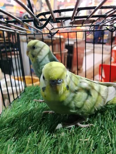 young rainbow  moved pair