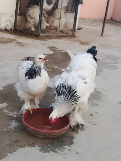 light brahma trio available