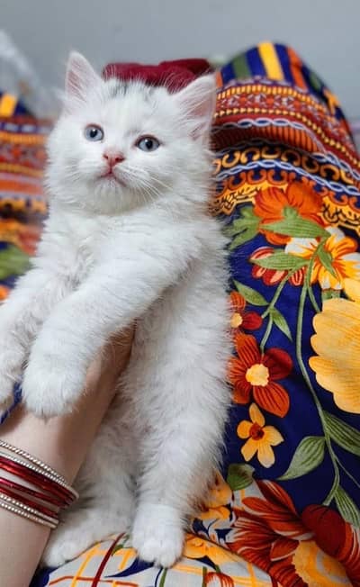 Persian kittens available