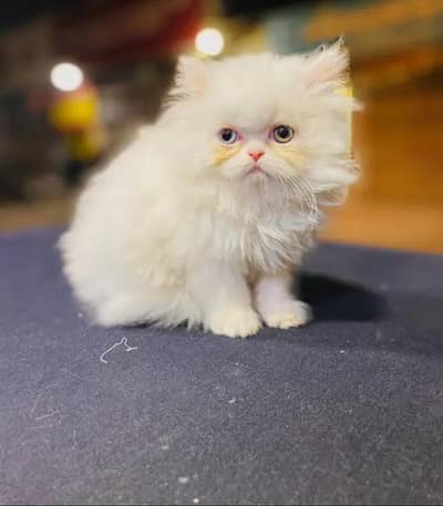 Persian female kitten for sale delivery available all Pakistan