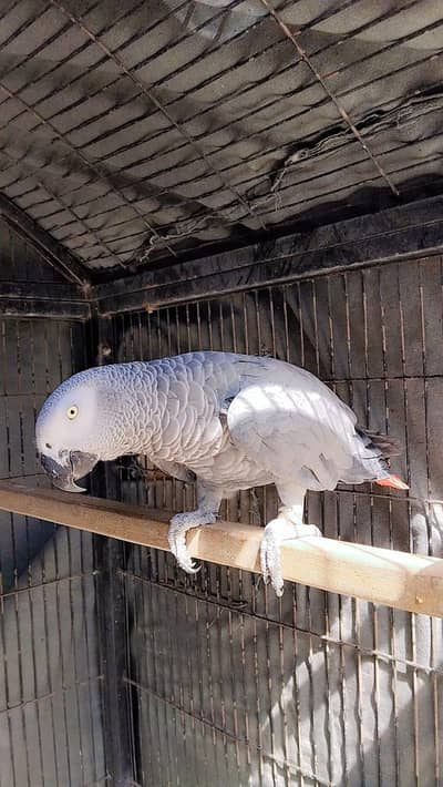 African grey MALE for sale