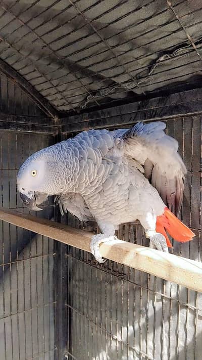 African grey MALE for sale