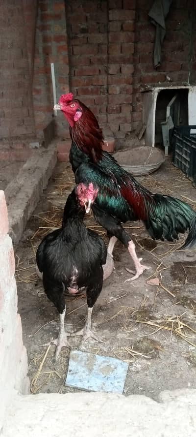 Pure Aseel pair Lakha