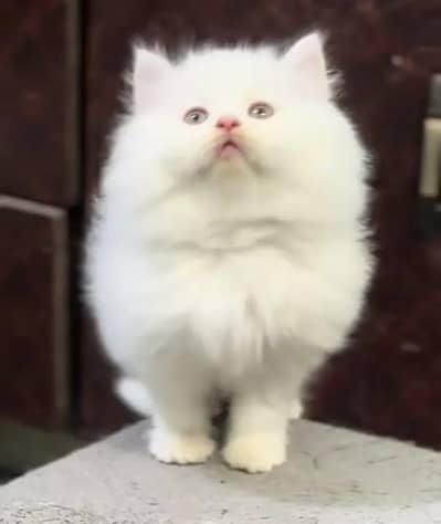 Persian female kitten for sale delivery available all Pakistan