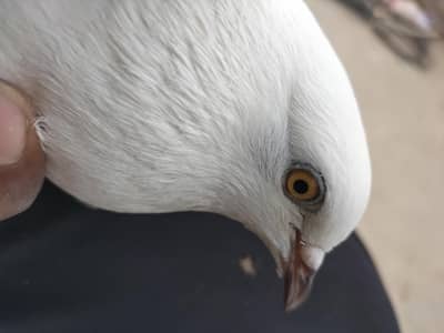 kabootar pair for sale