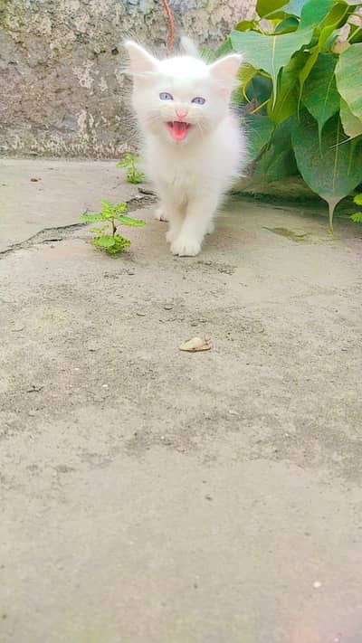 cats sale Boht ho Gai hi