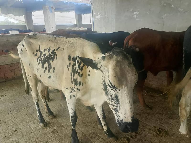گائےاور بکریاں برائے فرو خت دودھ بھی اور گبن بھی 13