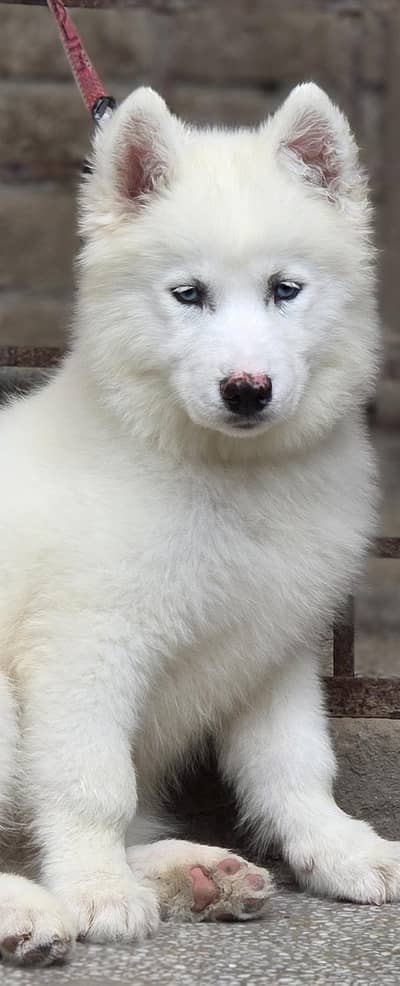 Siberian Husky