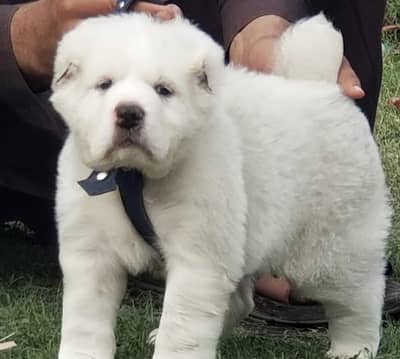 Alabai puppy / Alabai Dog / puppy | king Alabai security dog for sale