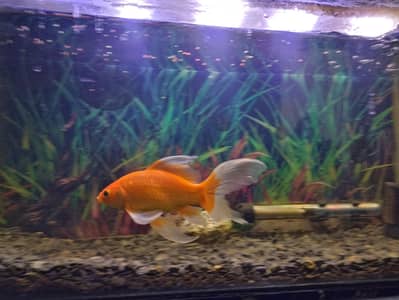 Playful Healthy Goldfish for Sale.