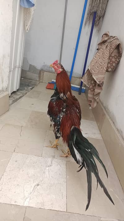 High quality Zero size m h band joro m h lambi  dumb m h