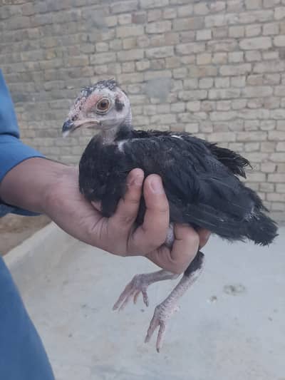 Miawali Mushka Aseeel with chicks