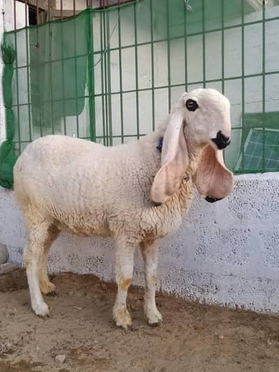 Mashallah pure five points kajli sheep 1. tayar hay 2. khali hy