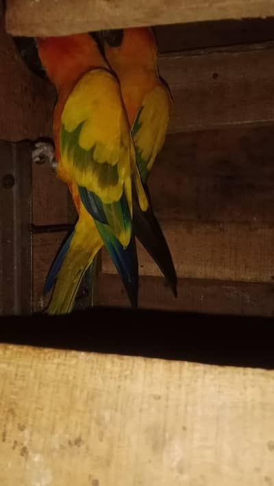 sun conure aur ringneck parrot pairs