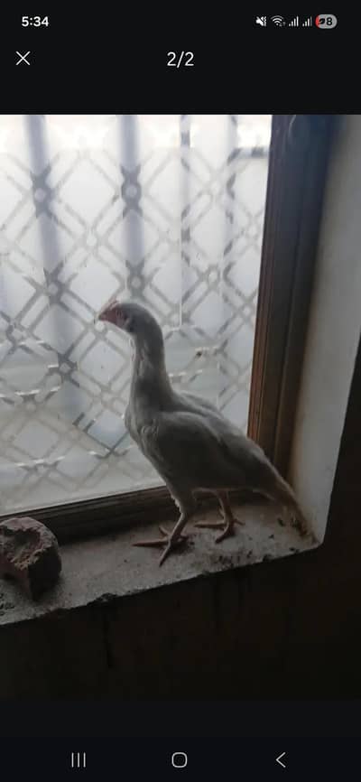 aseel murghian murgha for sale