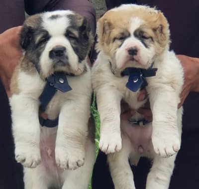 Bakharwal male  security dog for sale