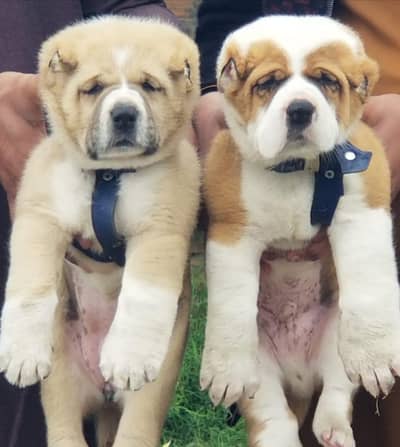 Alabai Pair / Alabai Dog /king Alabai Pair security dog for sale