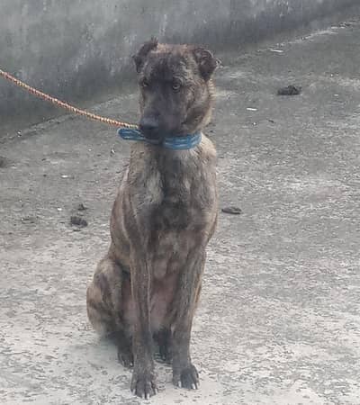 bakrwal karas female for sale