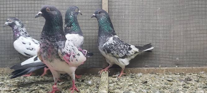 Taddi Rampuri Ferozpuri Pigeons For Sale.