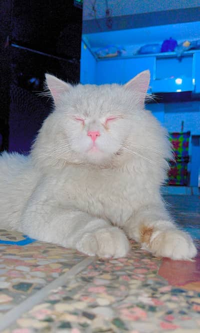 Triple Coat Cat (Male)