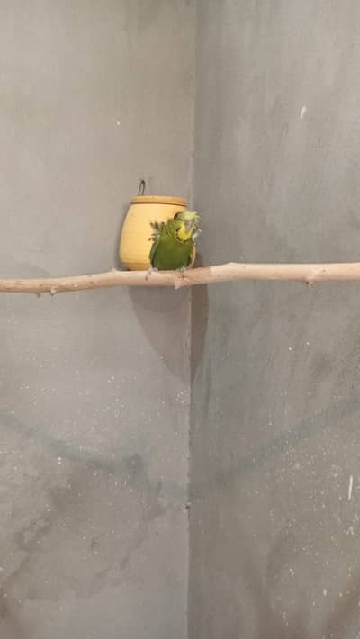 hogoromo pair , lovebird