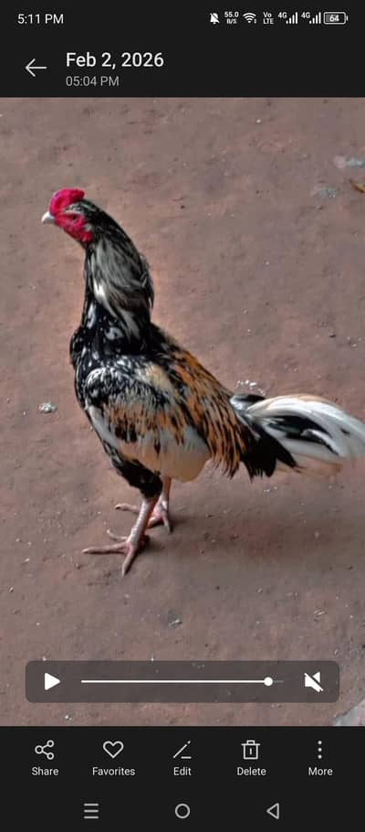 Aseel mianwali for sale