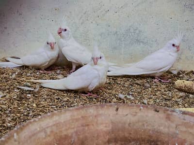 Eno Cocktail (red eyes)