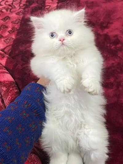 Persian Cat for sale my WhatsApp number 03277913445 for sale