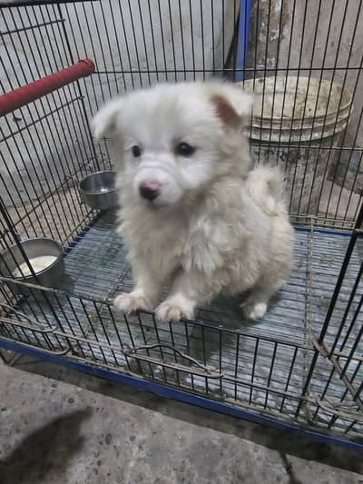Russian puppy male long coat for sale