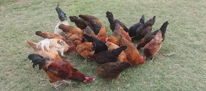 Desi Eggs Free Range