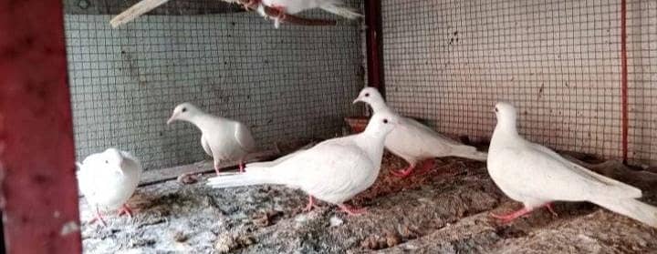 2 pair ak white ak gary