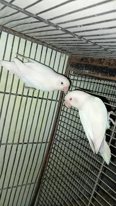 fishar 2 female 1 male