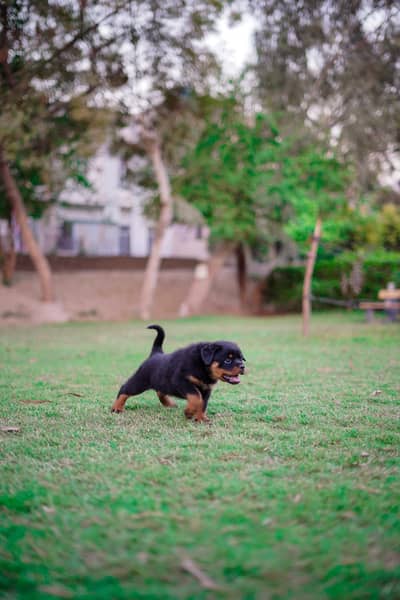 Top notch rottweiler female puppy from highly pedigree parents