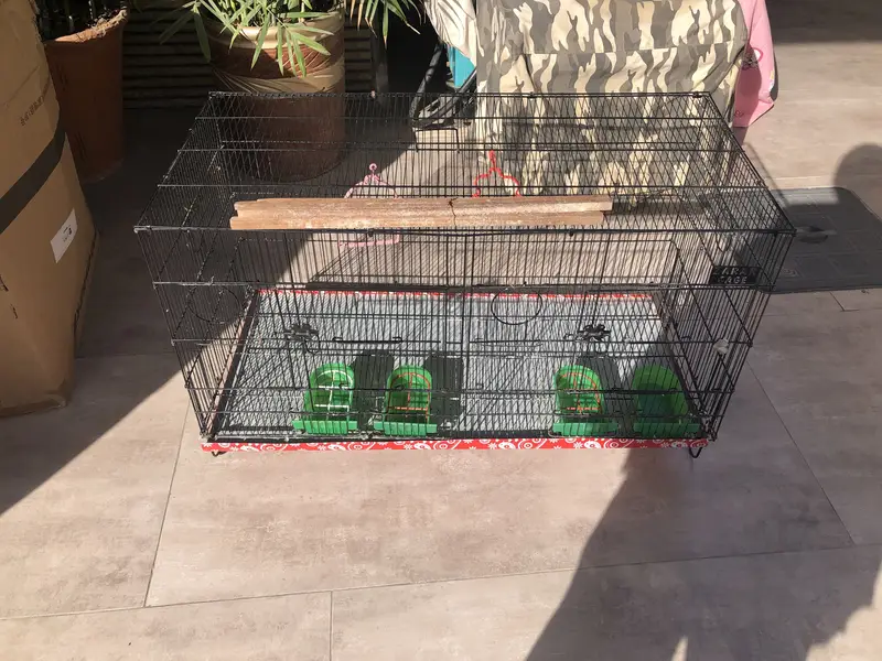 Birds cage