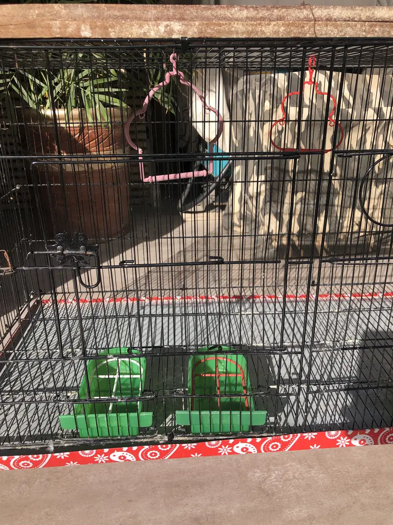 Birds cage — photo 2
