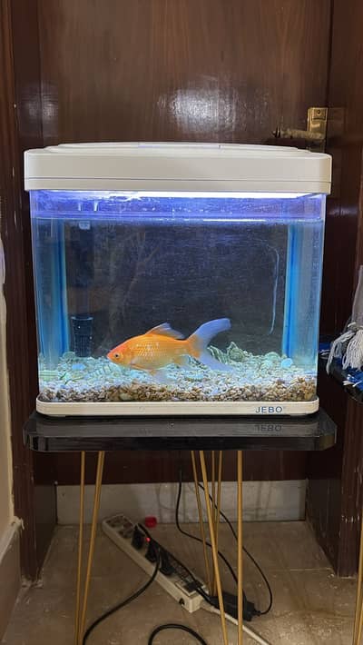 Fish with Aquarium