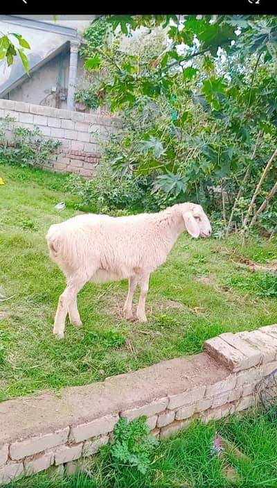 sheep Male 15p avaliable 2Male 3female is sal qurbani py lag jya gy