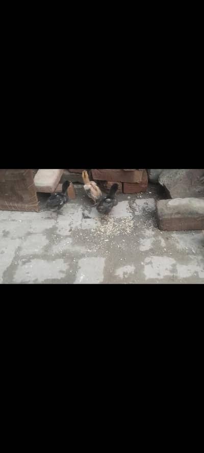 aseel Sindhi breed chicks