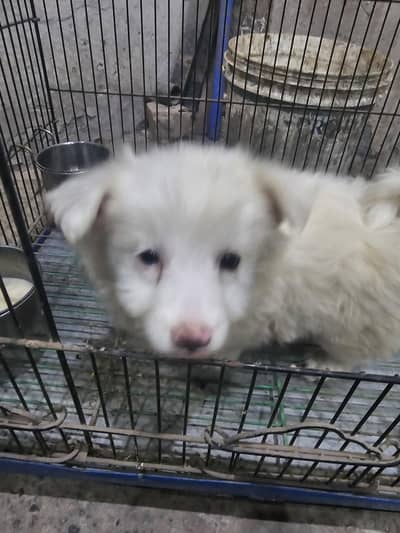 Russian Male 2 Months for sale