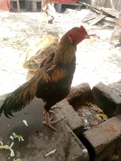 pure Panjab mazboot miawali patha