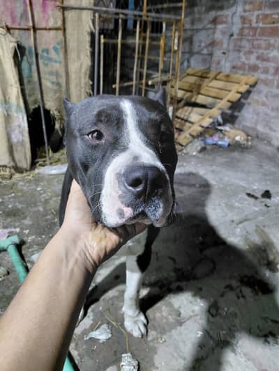 American Pit Bull Terrier/American Bully/Pitbull Dog/Bully Kutta