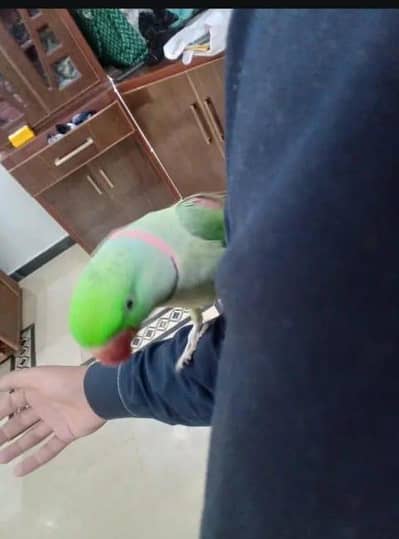 kashmiri raw parrot for voice training